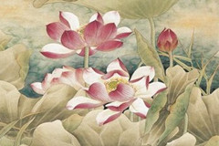 蓮花朵朵開